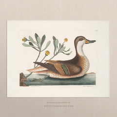 Vintage Duck Art Print – Antique Natural History Wall Art, Unframed (003482)