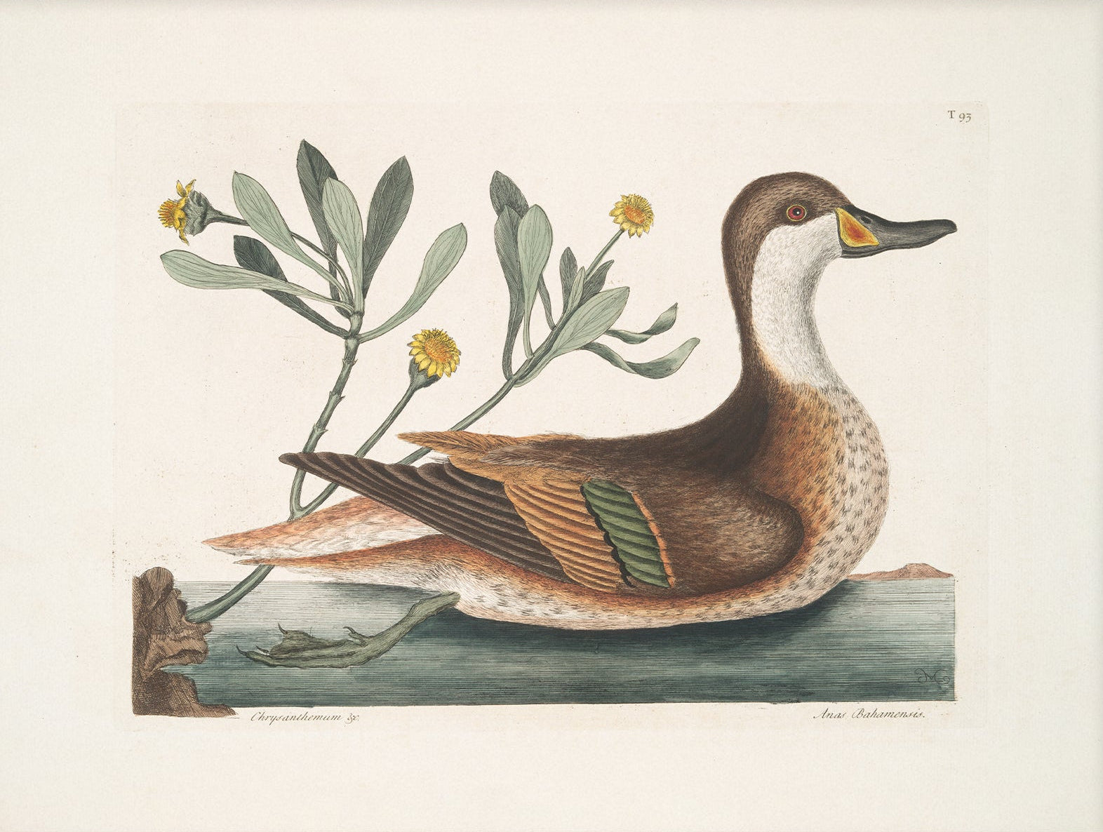 Vintage Duck Art Print 003482 | Unframed