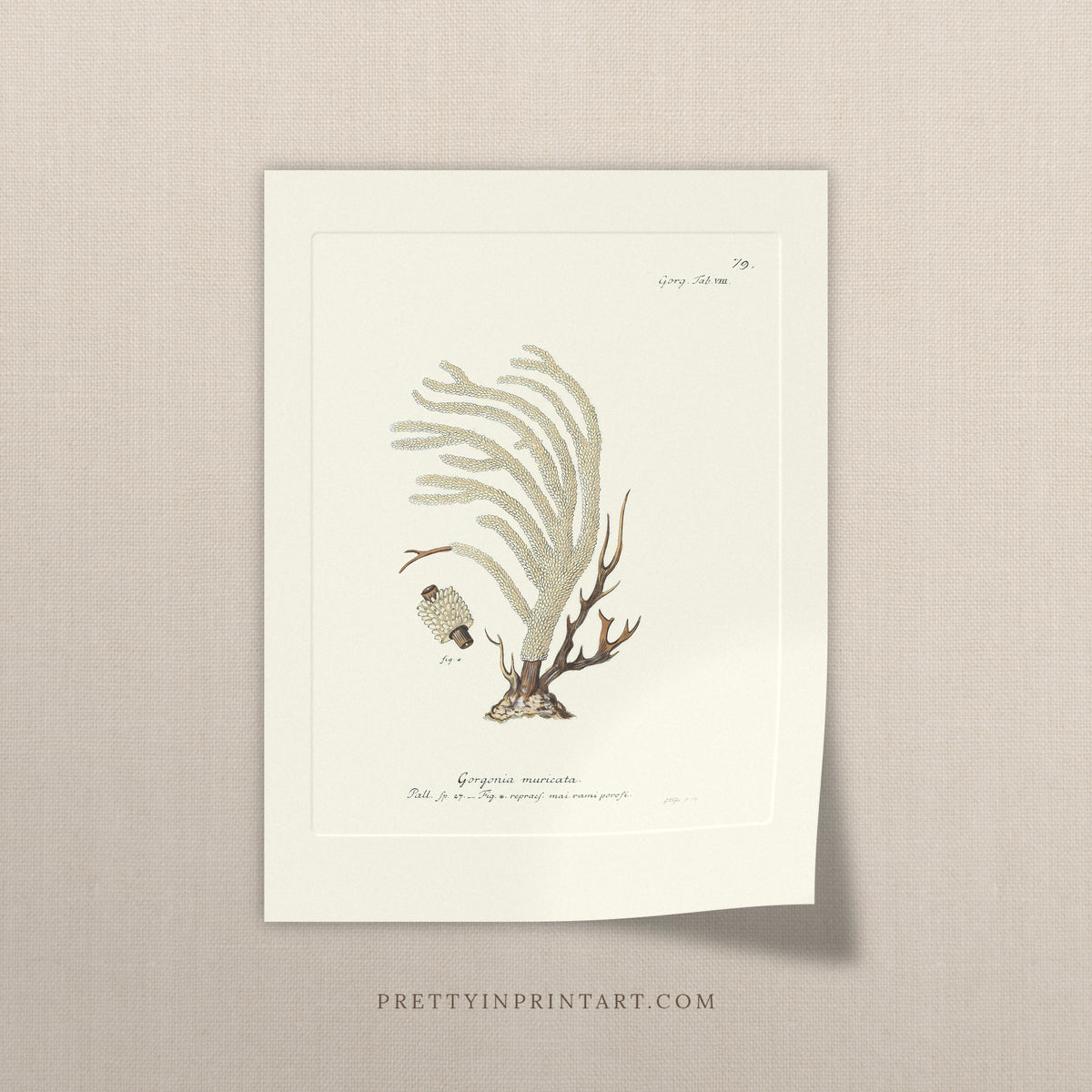 Vintage feathered coral art print, antique marine wall art on linen