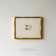 Vintage Fish Art Print 00702 in Gold Bamboo Frame (0178)