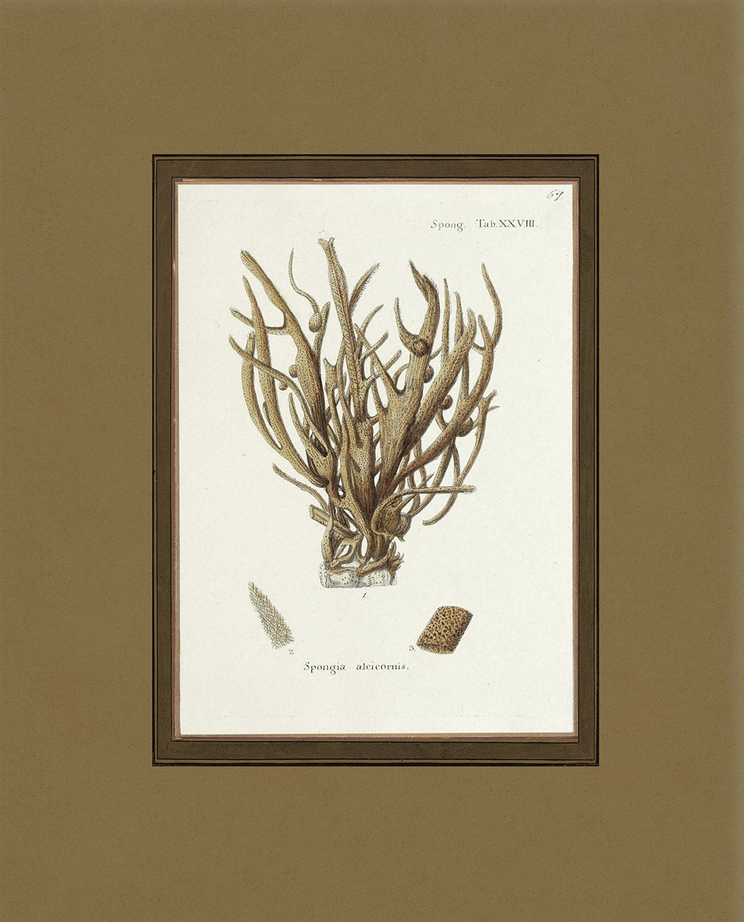 Vintage sea sponge still life botanical art print unframed