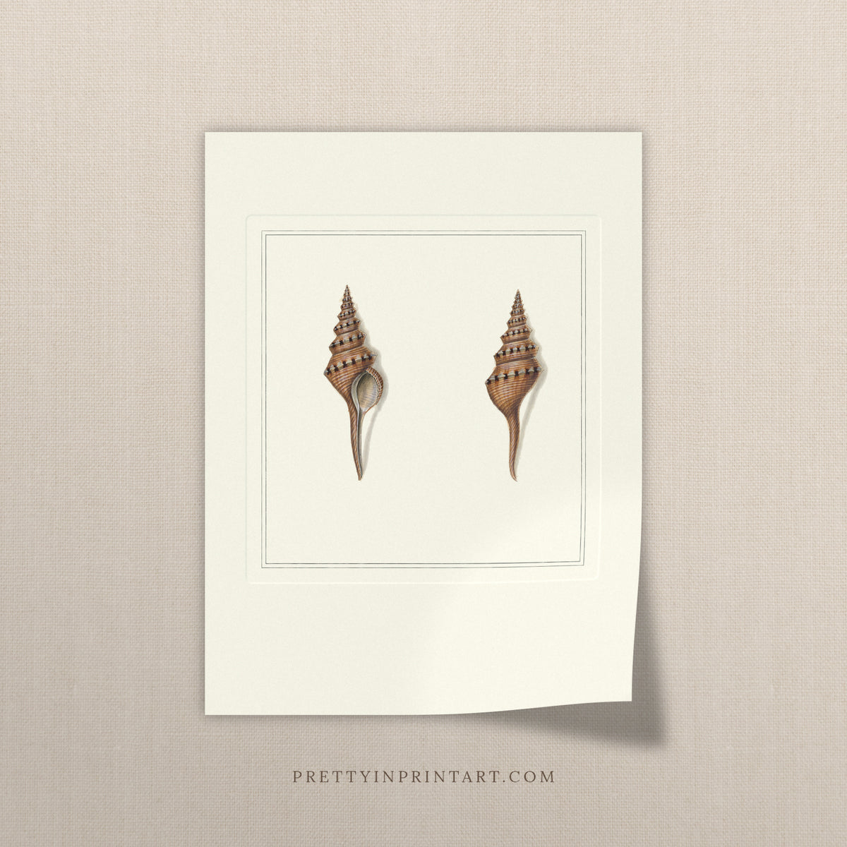 Vintage spindle shells print, unframed, on a linen background