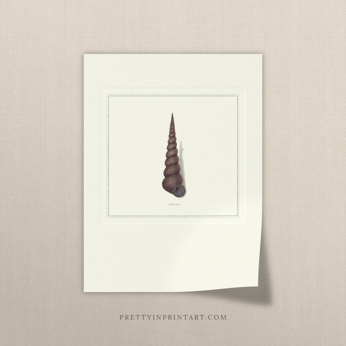 Vintage spire shell print, unframed, on a linen background