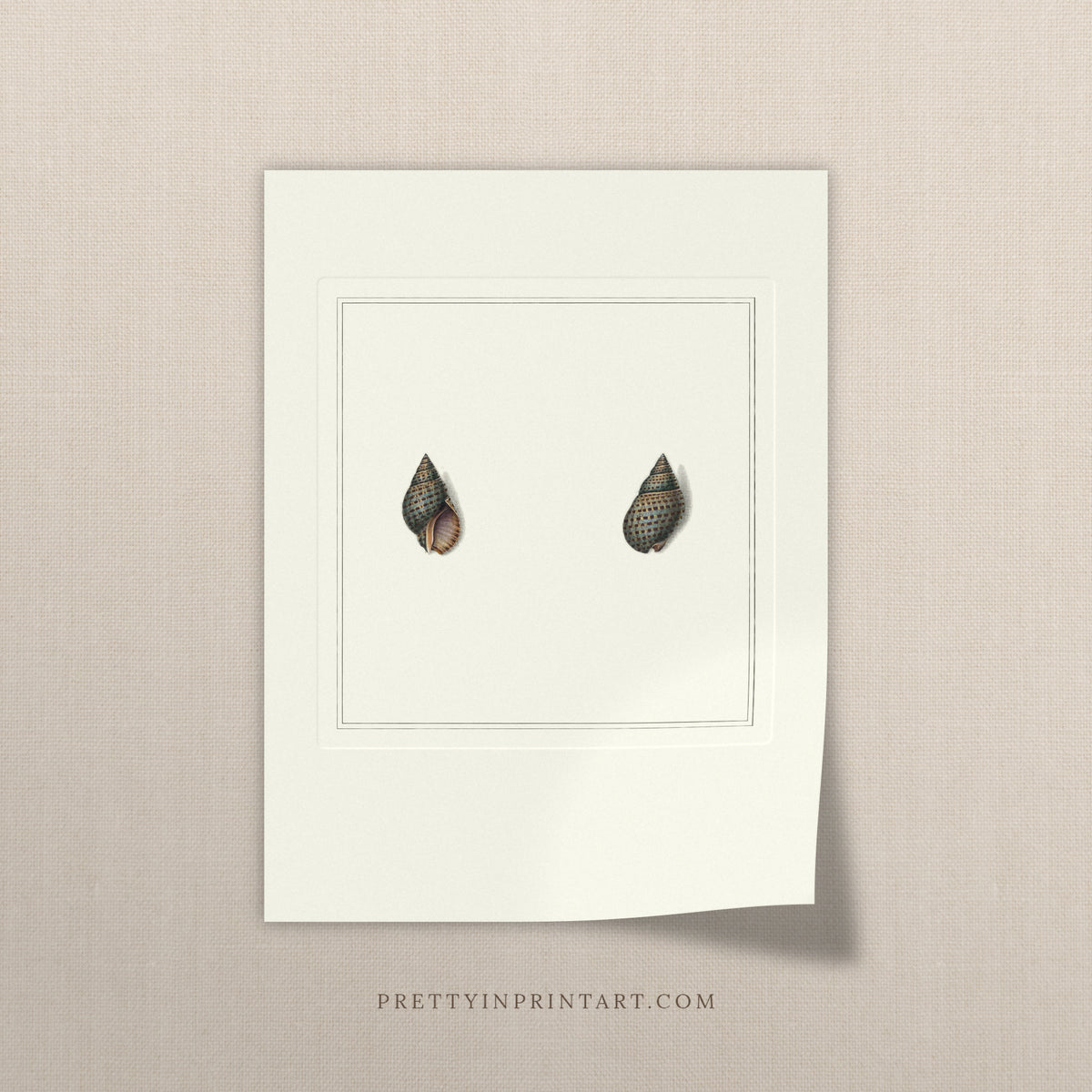 Vintage spotted cone shells print, unframed, on a linen background