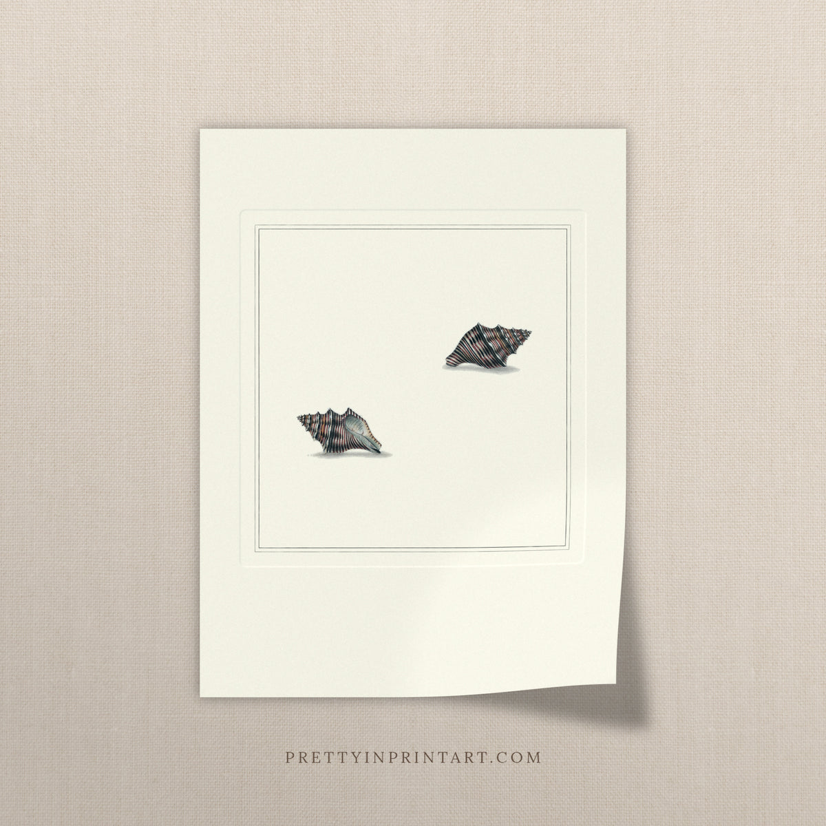 Vintage striped whelk shells print, unframed, on a linen background