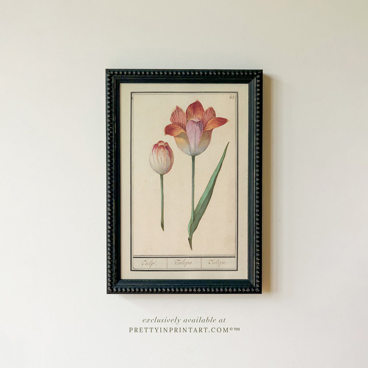 Vintage Pink Tulip Botanical Print – Framed Floral Wall Art ...