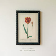 Vintage Tulip Floral Art Print – Framed in Black Beaded Frame, Antique Botanical Wall Art (006)