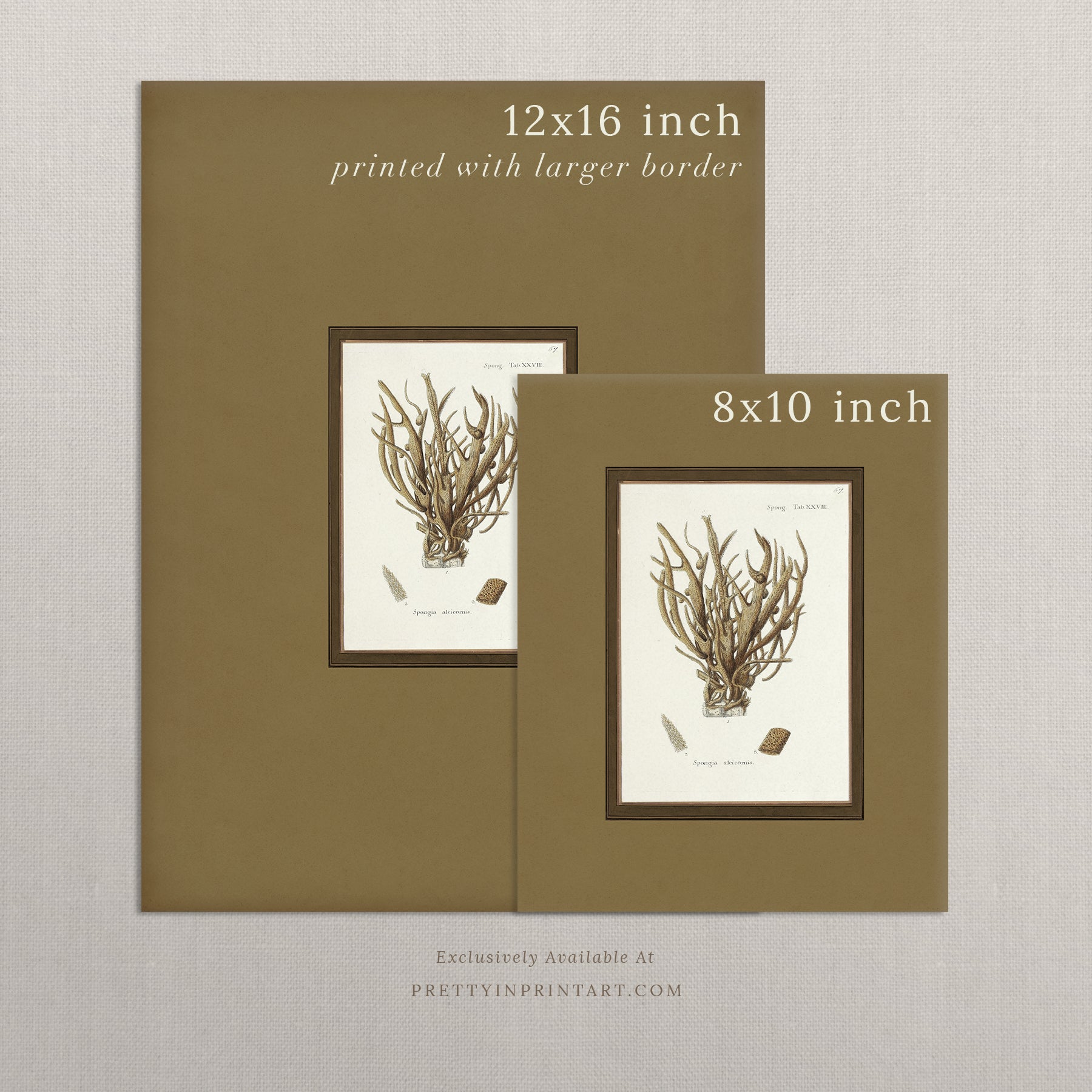 Vintage sea sponge still life botanical art print unframed