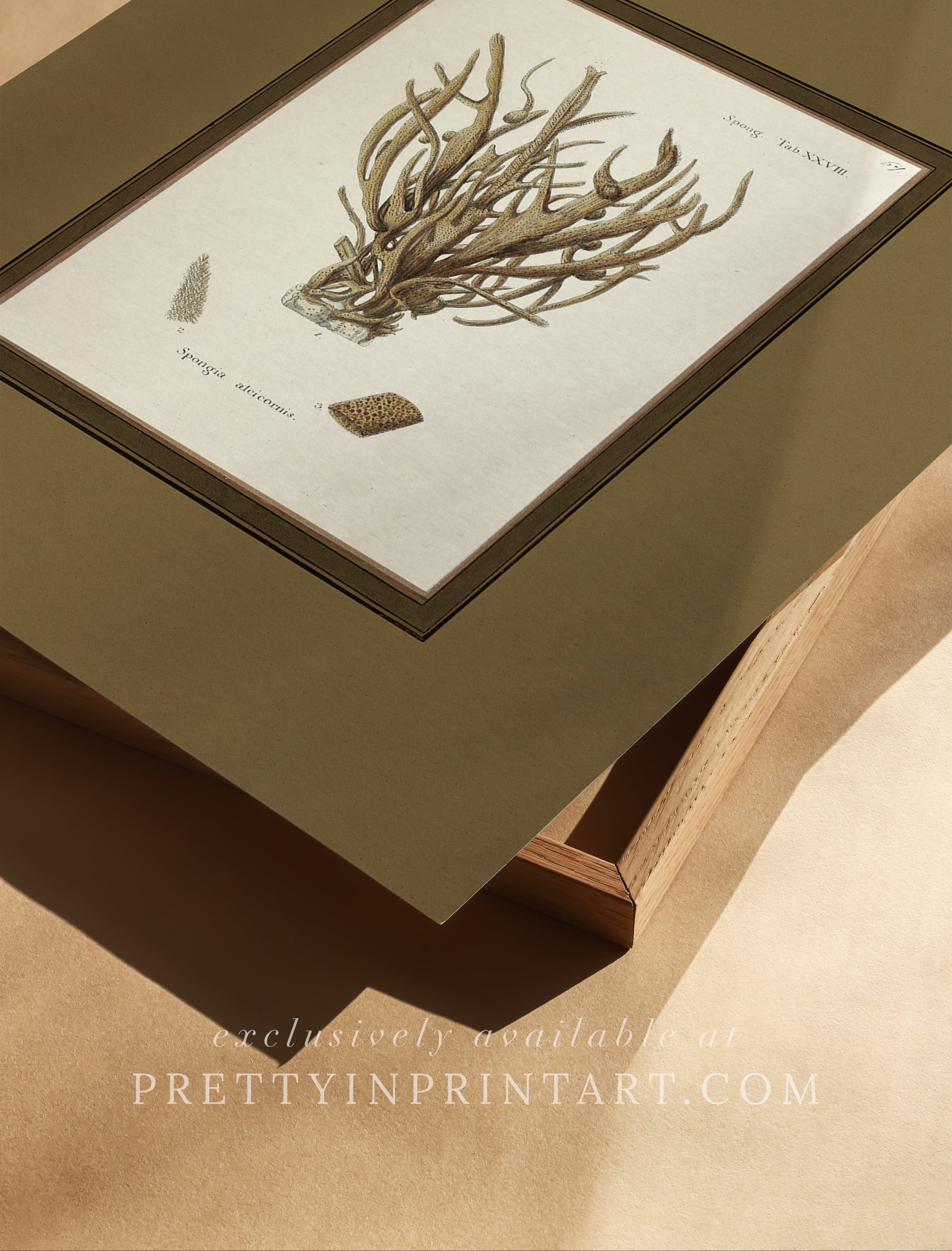 Vintage sea sponge still life botanical art print unframed