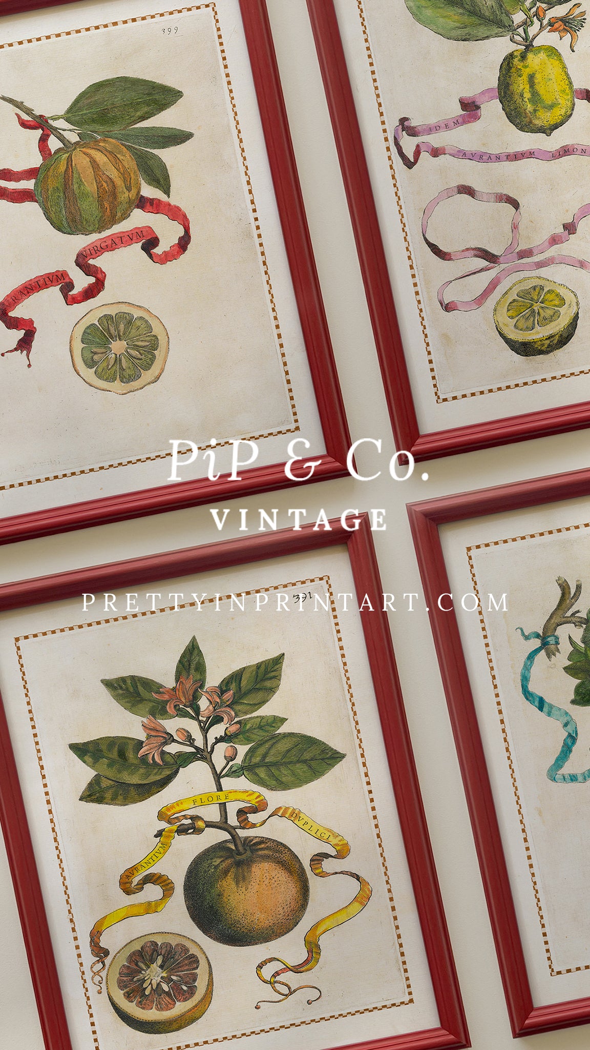 Framed Vintage Citrus Fruit Art for Kitchen – Red Farrow & Ball Frame Framed vintage citrus fruit kitchen art with red Farrow & Ball painted frame. Oranges, lemons, and limes botanical print for farmhouse or Mediterranean décor.