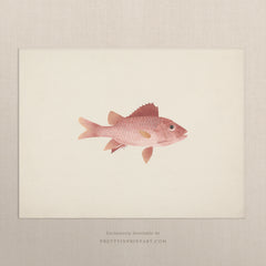 Vintage Fish Art Print 00701 | Unframed