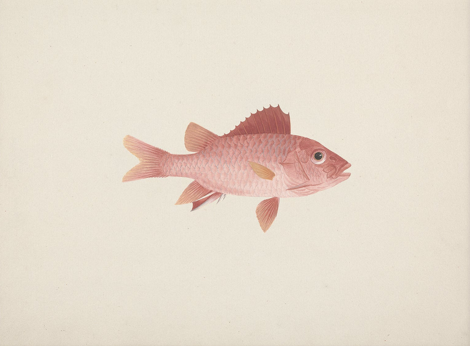 Vintage Fish Art Print 00701 | Unframed