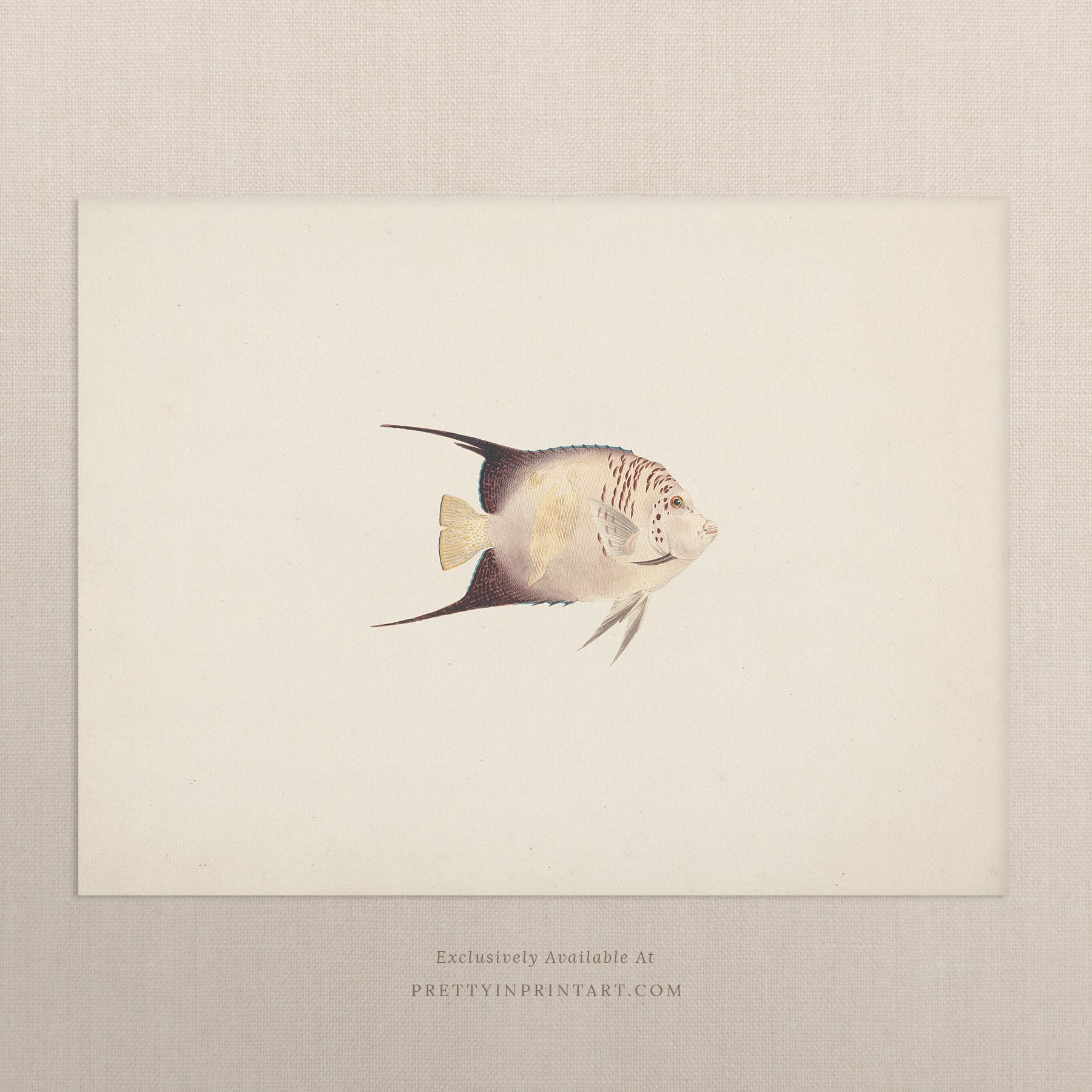 Vintage Fish Art Print 00702 | Unframed