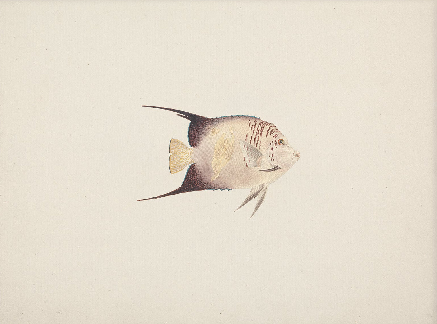 Vintage Fish Art Print 00702 | Unframed
