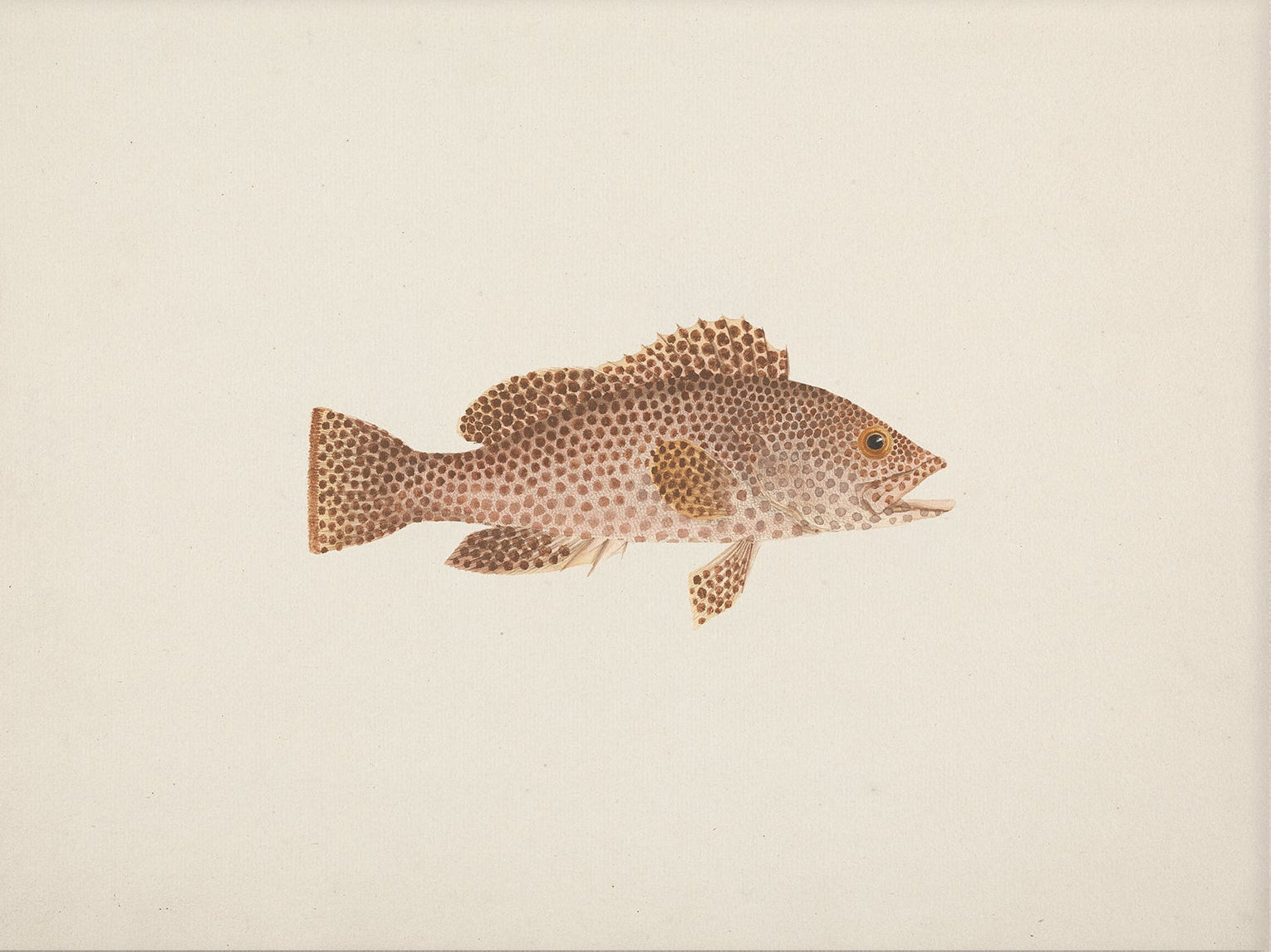 Vintage Fish Art Print 00703 | Unframed
