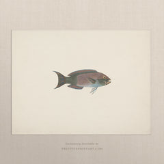 Vintage Fish Art Print 00704 | Unframed