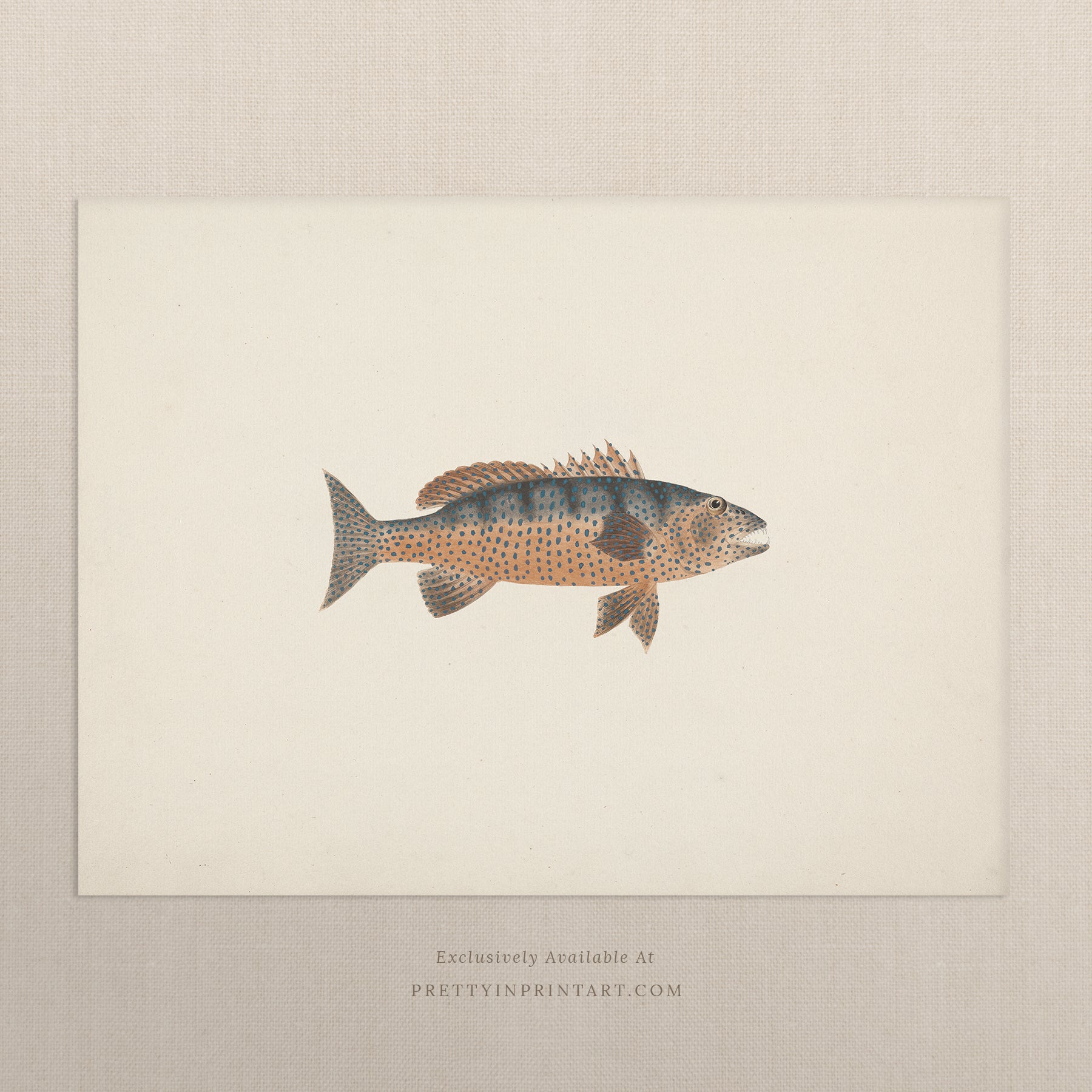 Vintage Fish Art Print 00707 | Unframed