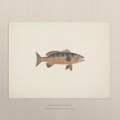 Vintage Fish Art Print 00707 | Unframed