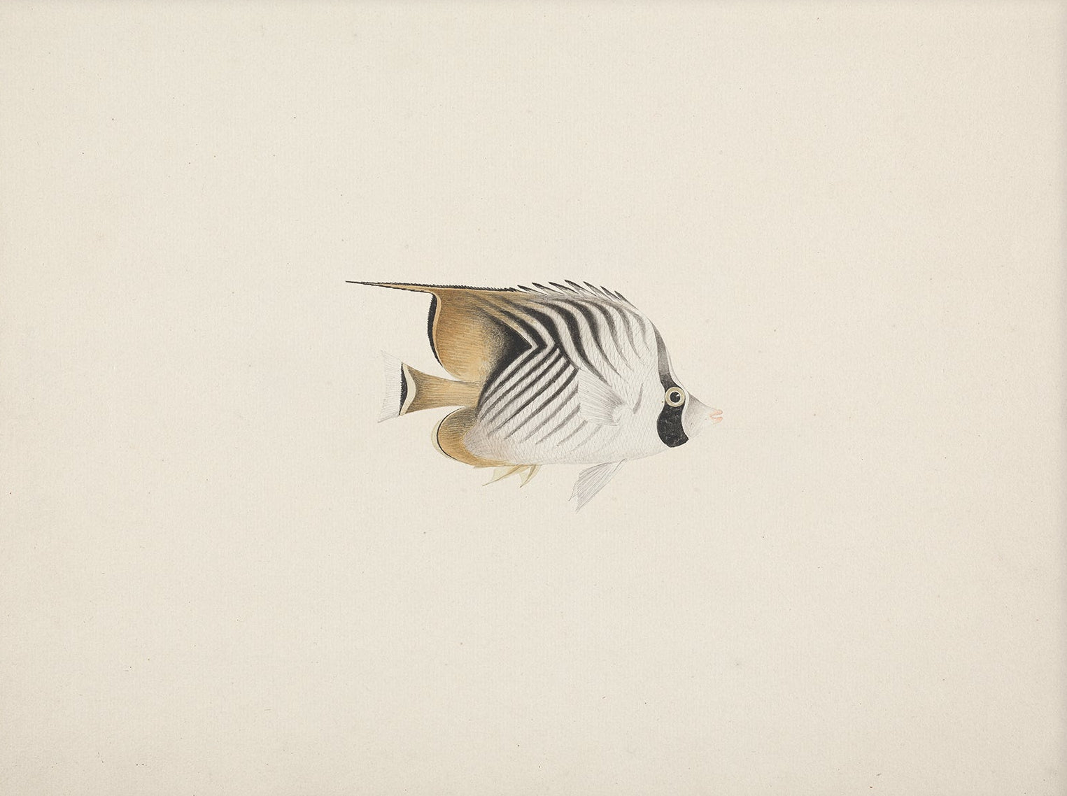 Vintage Fish Art Print 00708 | Unframed