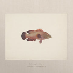 Vintage Fish Art Print – Antique Style Wall Art, Unframed (007010)