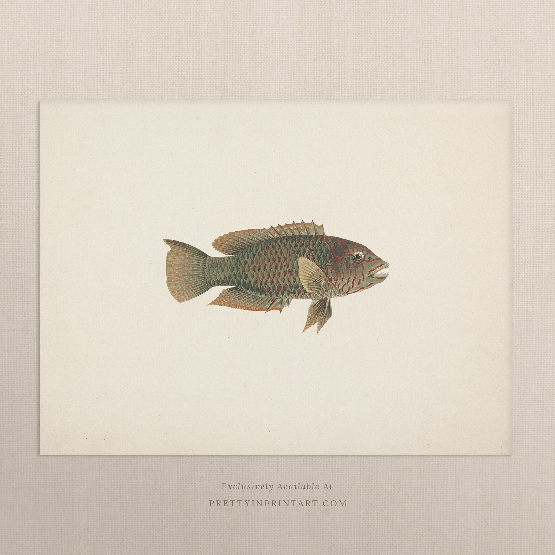 Vintage Fish Art Print 00712 | Unframed