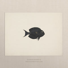 Vintage Fish Art Print 007013 | Unframed