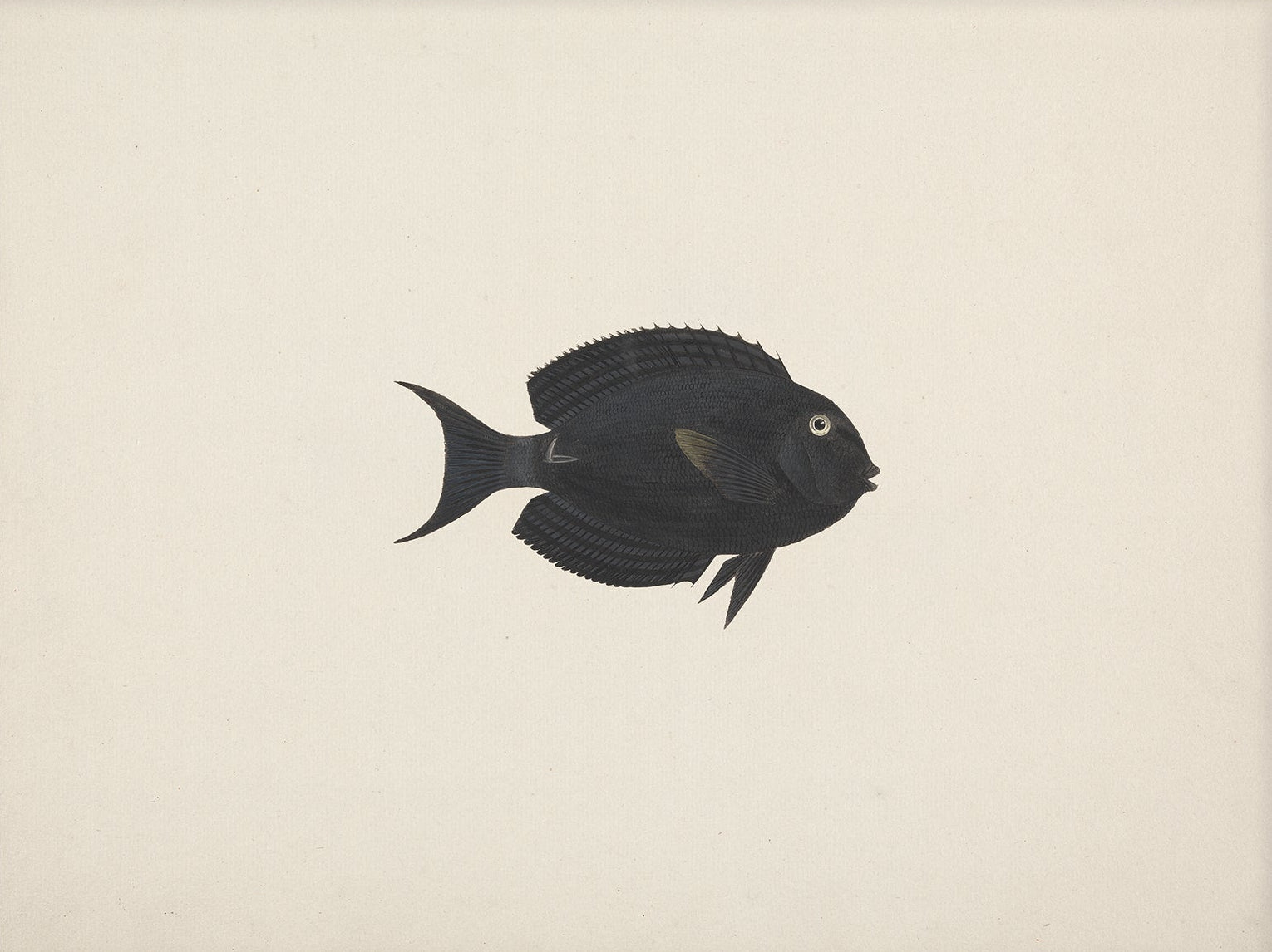 Vintage Fish Art Print 007013 | Unframed