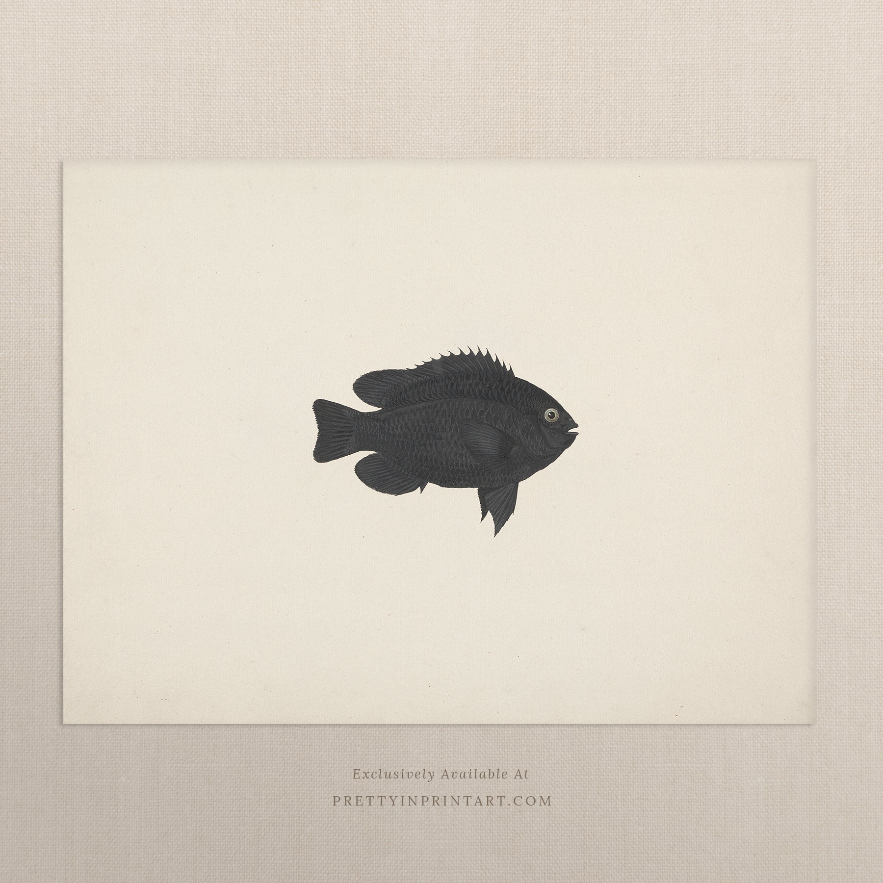 Vintage Fish Art Print 007014 | Unframed