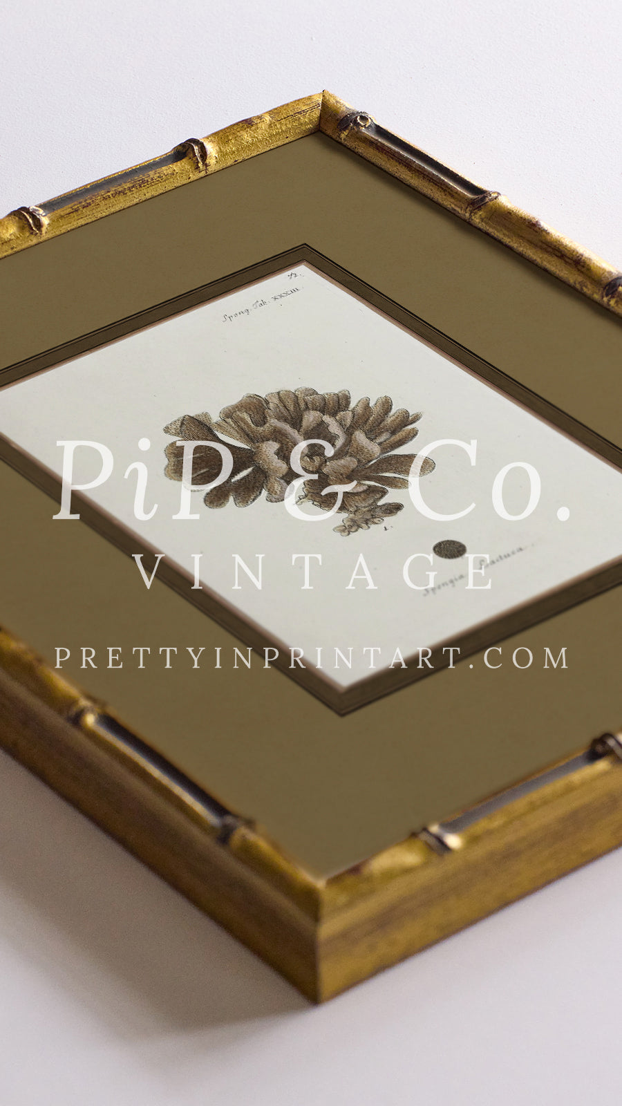 Vintage sea sponge still life botanical art print in gold bamboo frame
