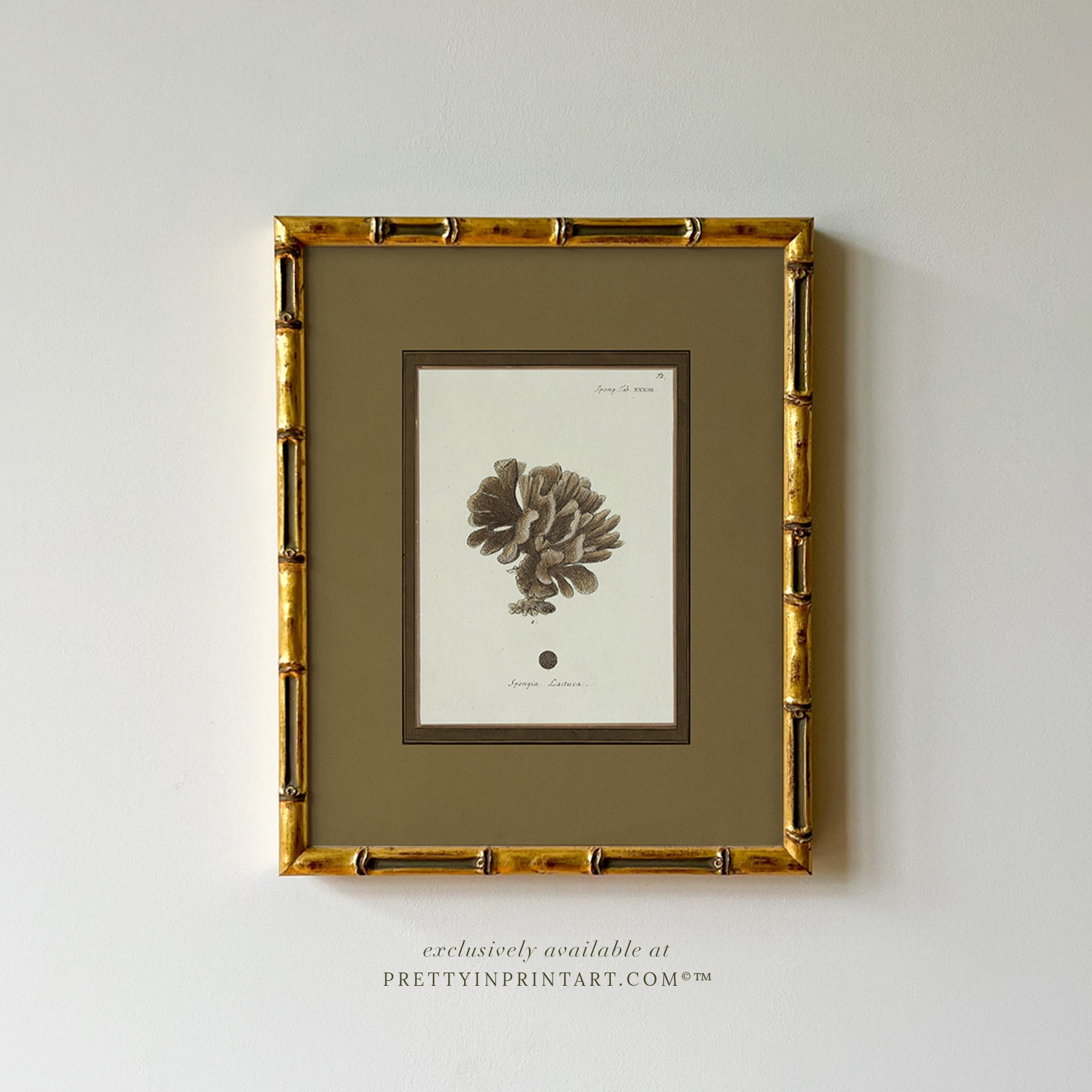 Vintage sea sponge still life botanical art print in gold bamboo frame