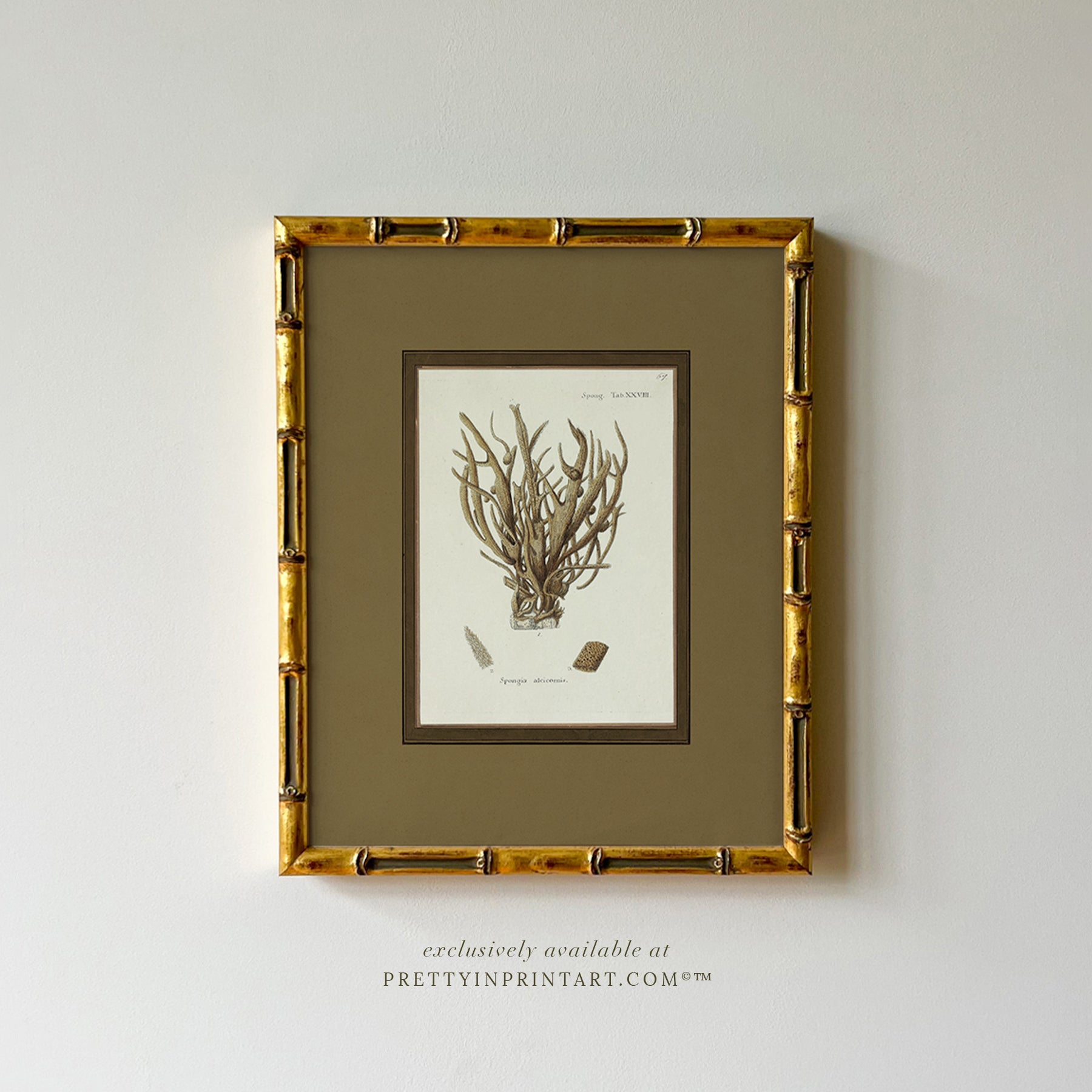 Vintage sea sponge still life botanical art print in gold bamboo frame