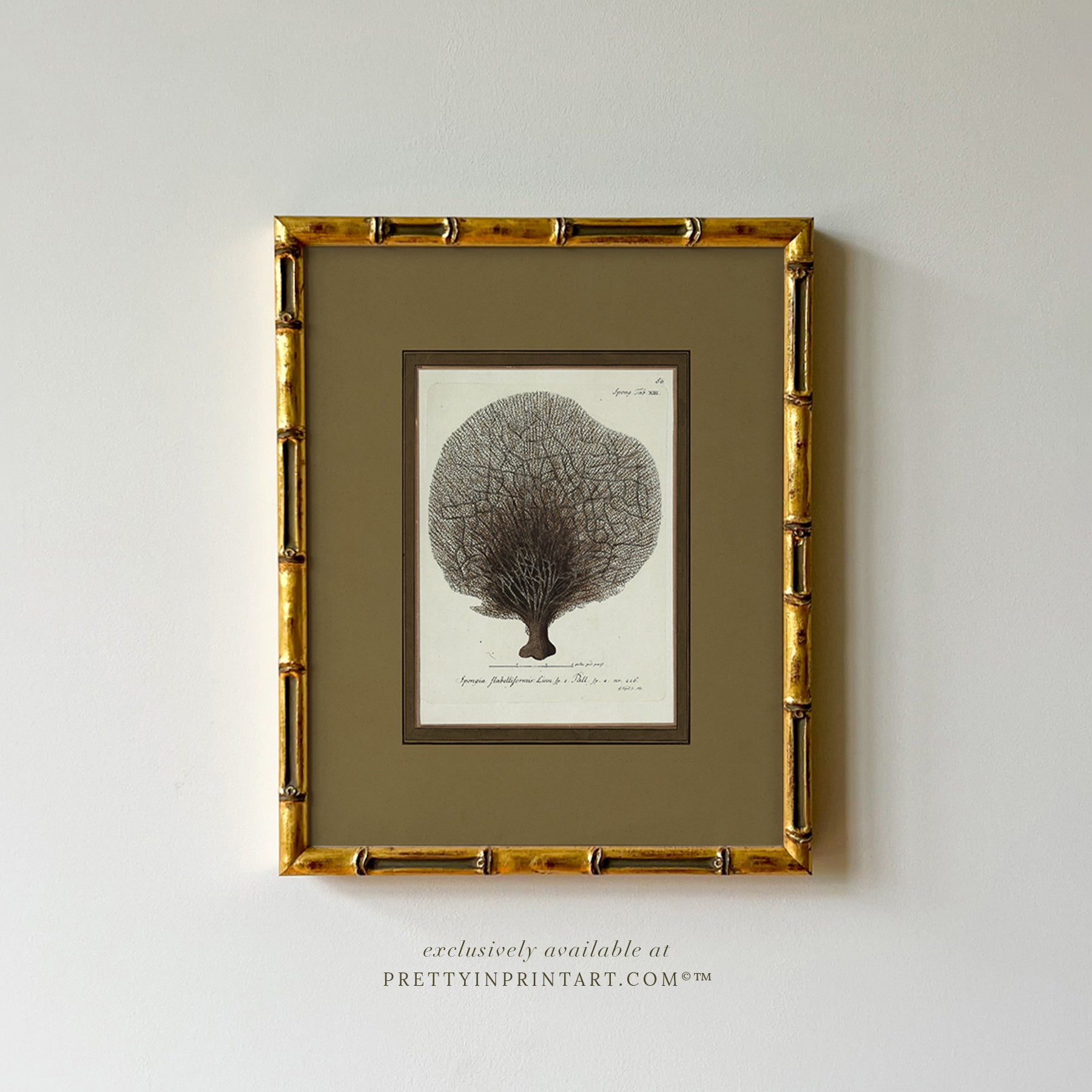 Vintage sea sponge still life botanical art print in gold bamboo frame