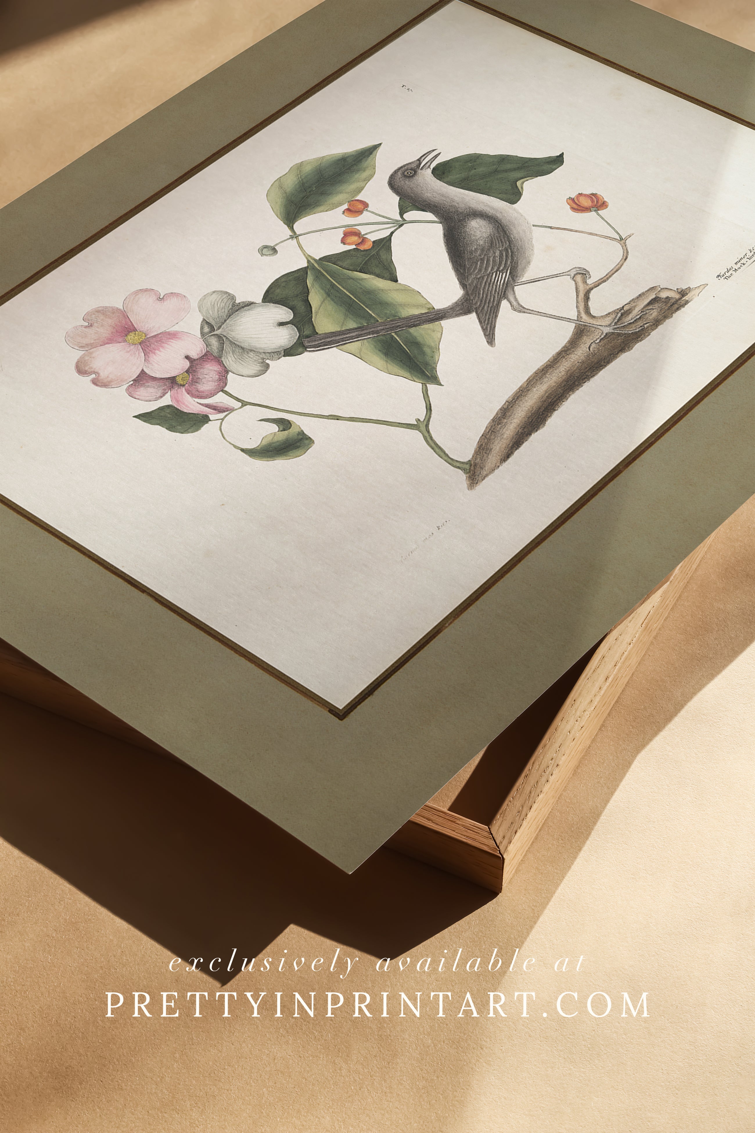 Framed vintage bird art print – antique bird illustration in solid wood Italian frame with tortoise-effect finish