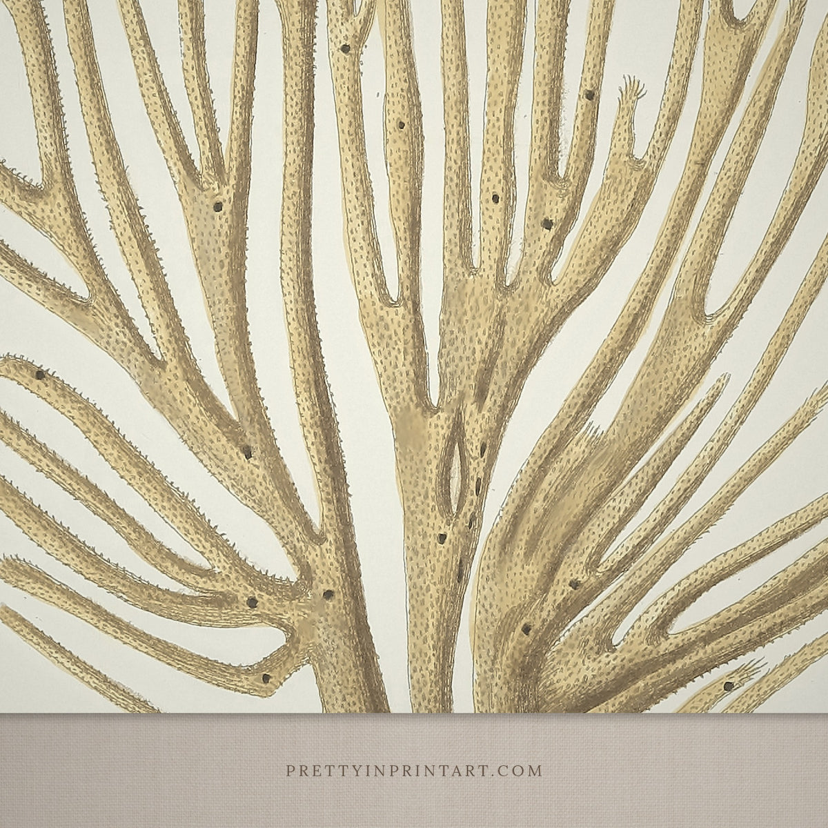 Close-up detail of the pale sand branching sea sponge engraving