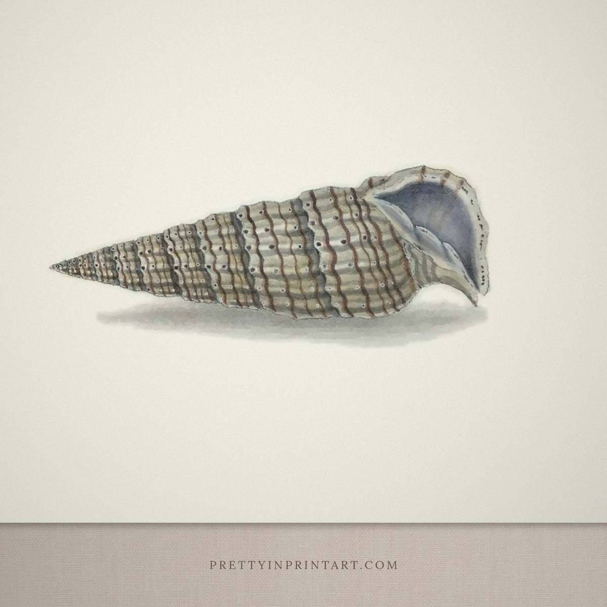 Close-up detail of the vintage slender auger shells print