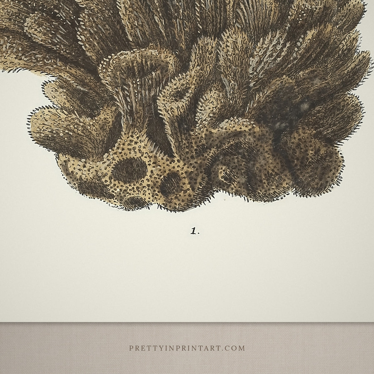 Close-up detail of the tufted brown sea sponge engraving