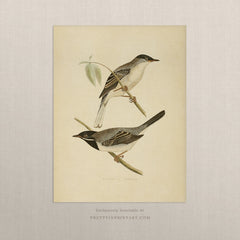 Vintage Bird Art Print – Nature Illustration Wall Decor, Unframed (004)