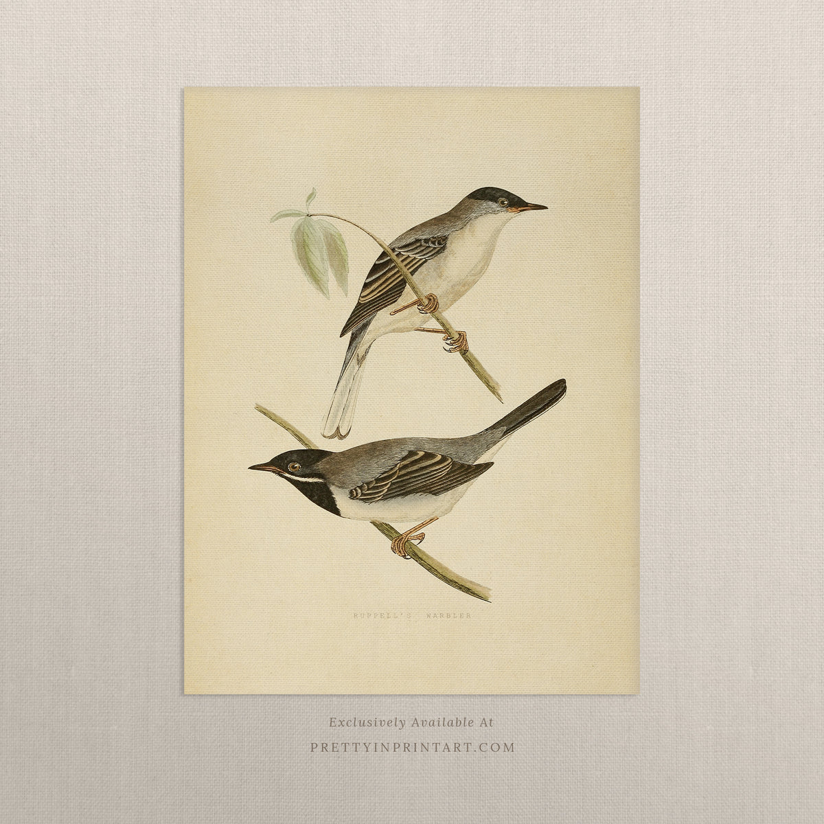 Unframed Vintage Bird Prints – Nature Wall Art Prints for Framing