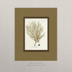 Vintage Sea Sponge Botanical Art Print – Antique Coastal Wall Art with Printed Border, Unframed (003)