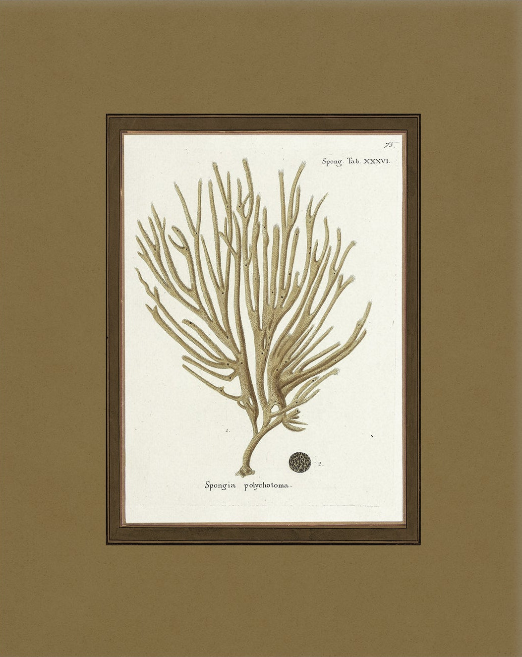 Vintage Sea Sponge Art Print 003 | Unframed
