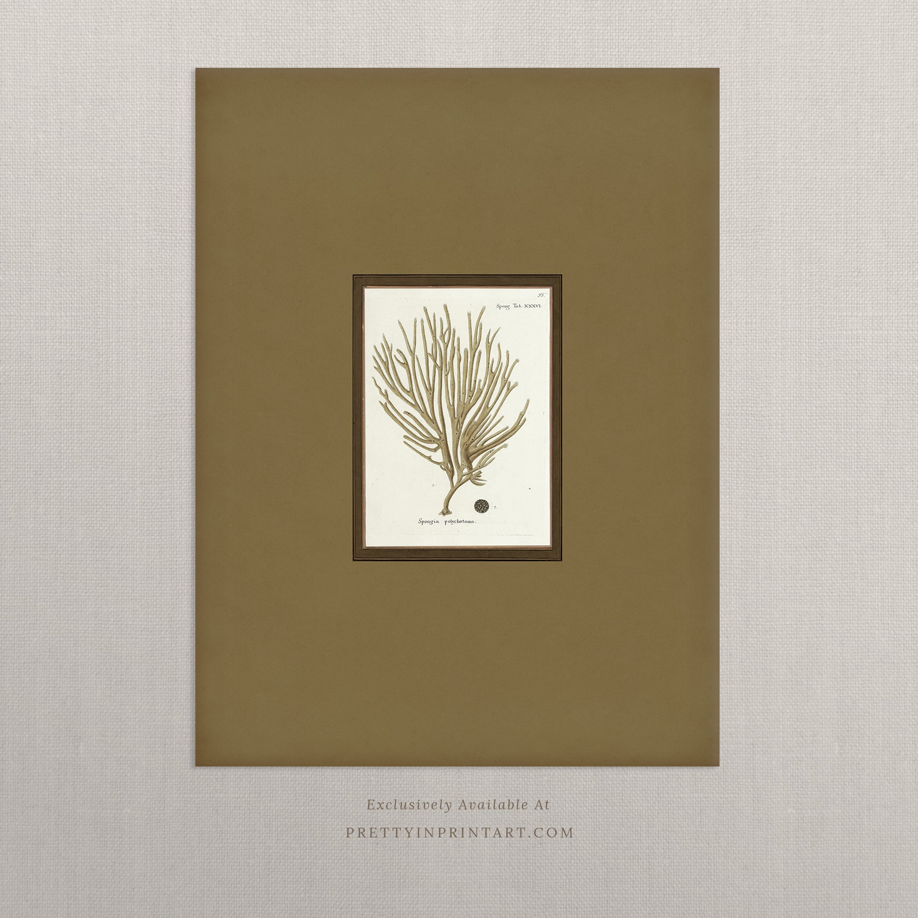 Vintage sea sponge still life botanical art print unframed