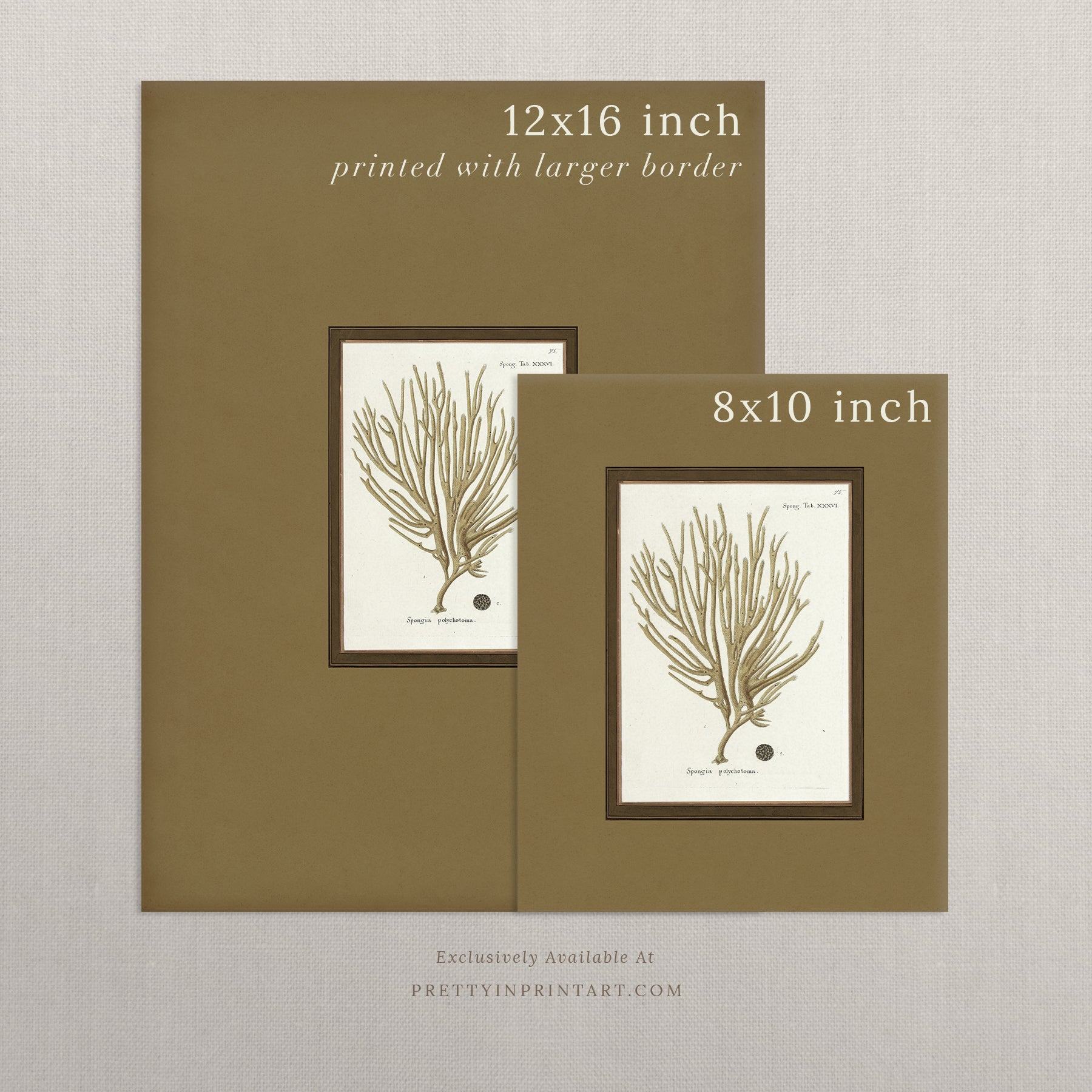 Vintage sea sponge still life botanical art print unframed