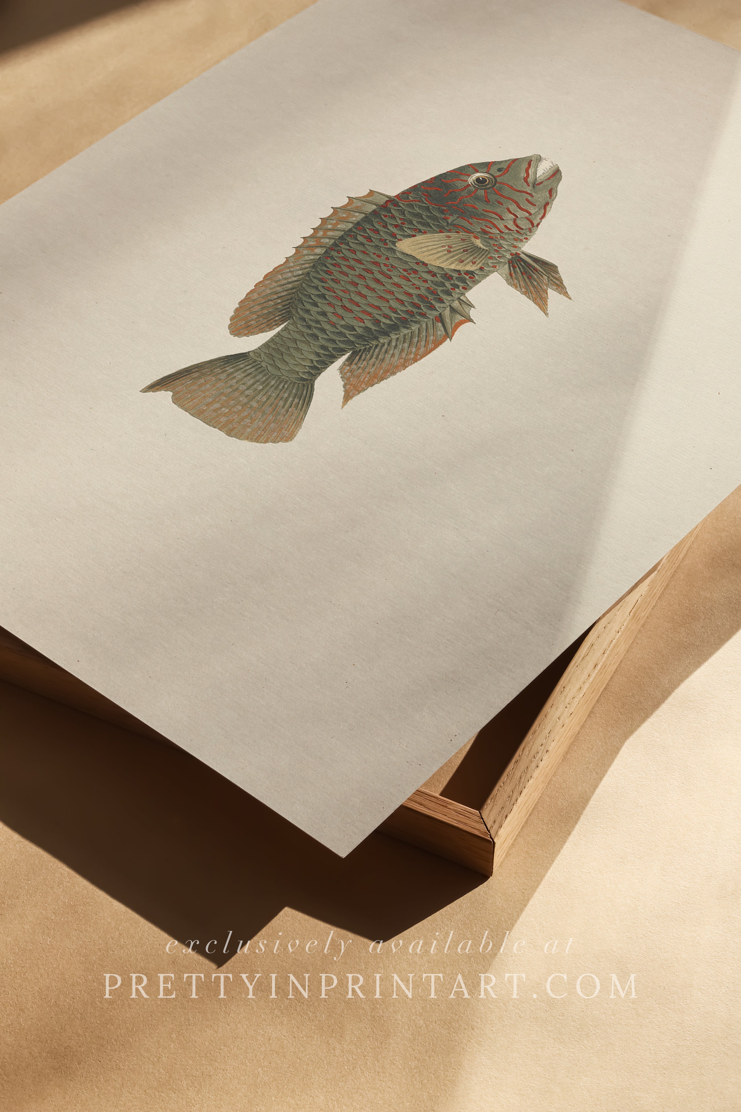 Vintage Fish Art Print 00712 | Unframed