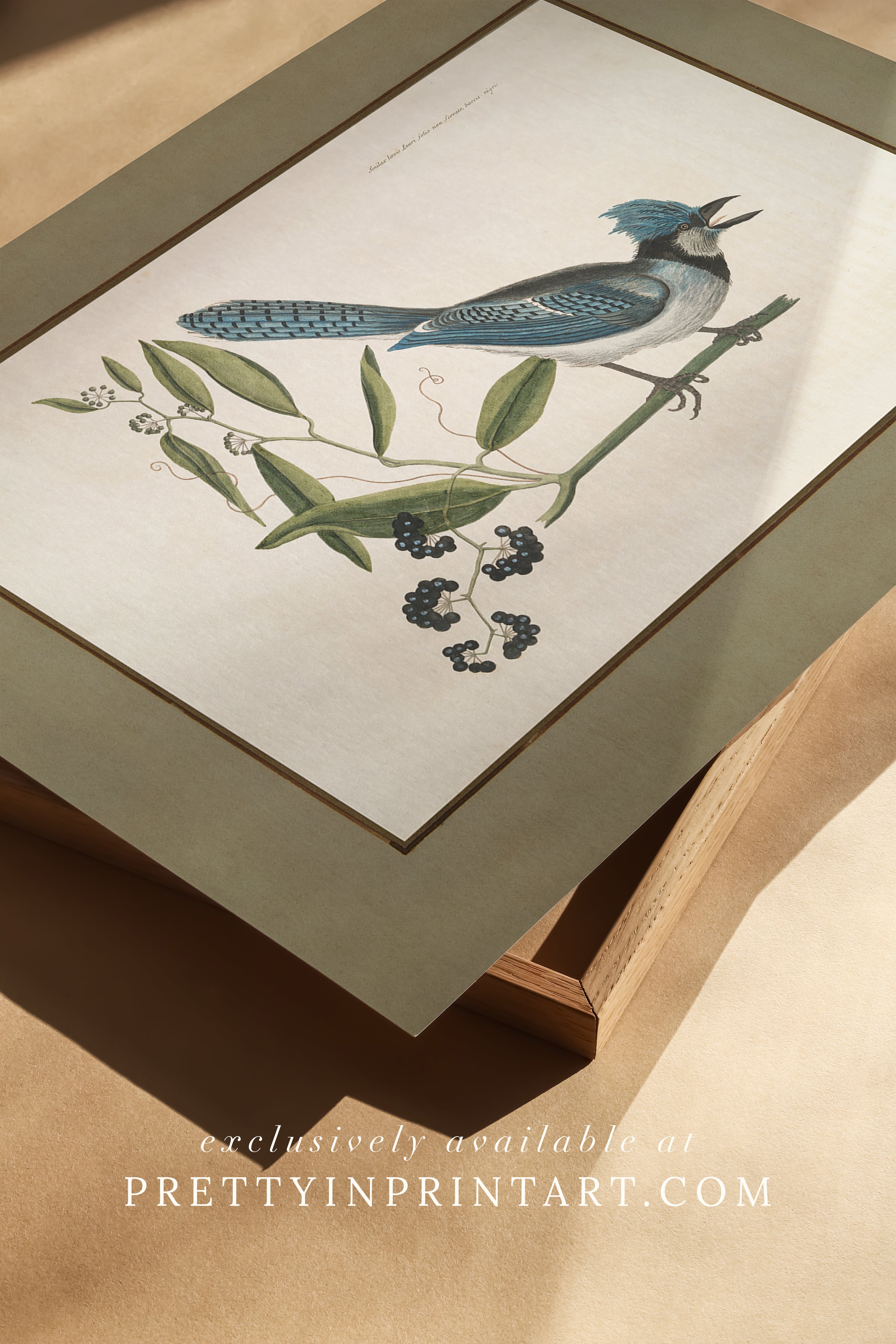 Framed vintage bird art print – antique bird illustration in solid wood Italian frame with tortoise-effect finish