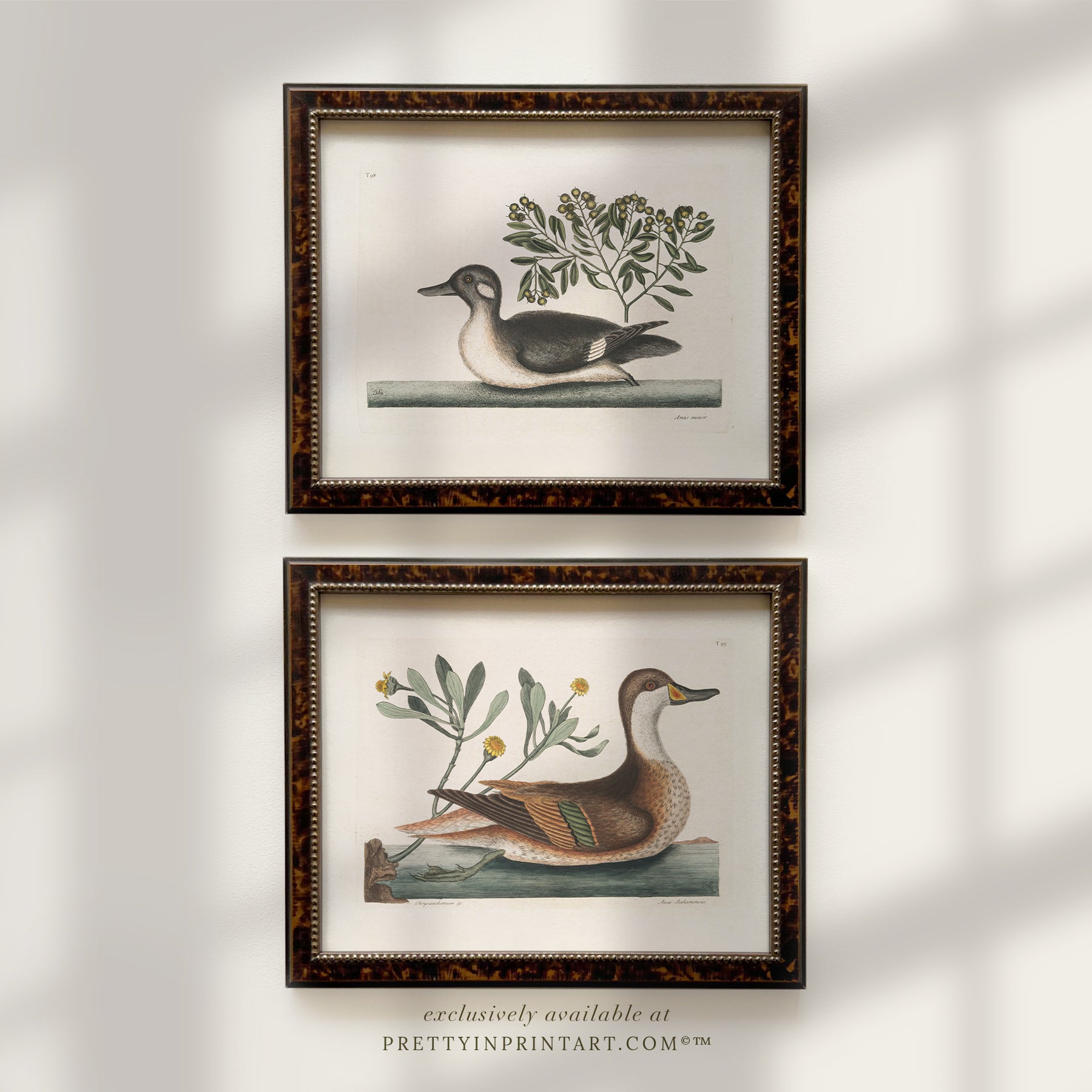 Vintage Duck Art Print 003482 | Unframed