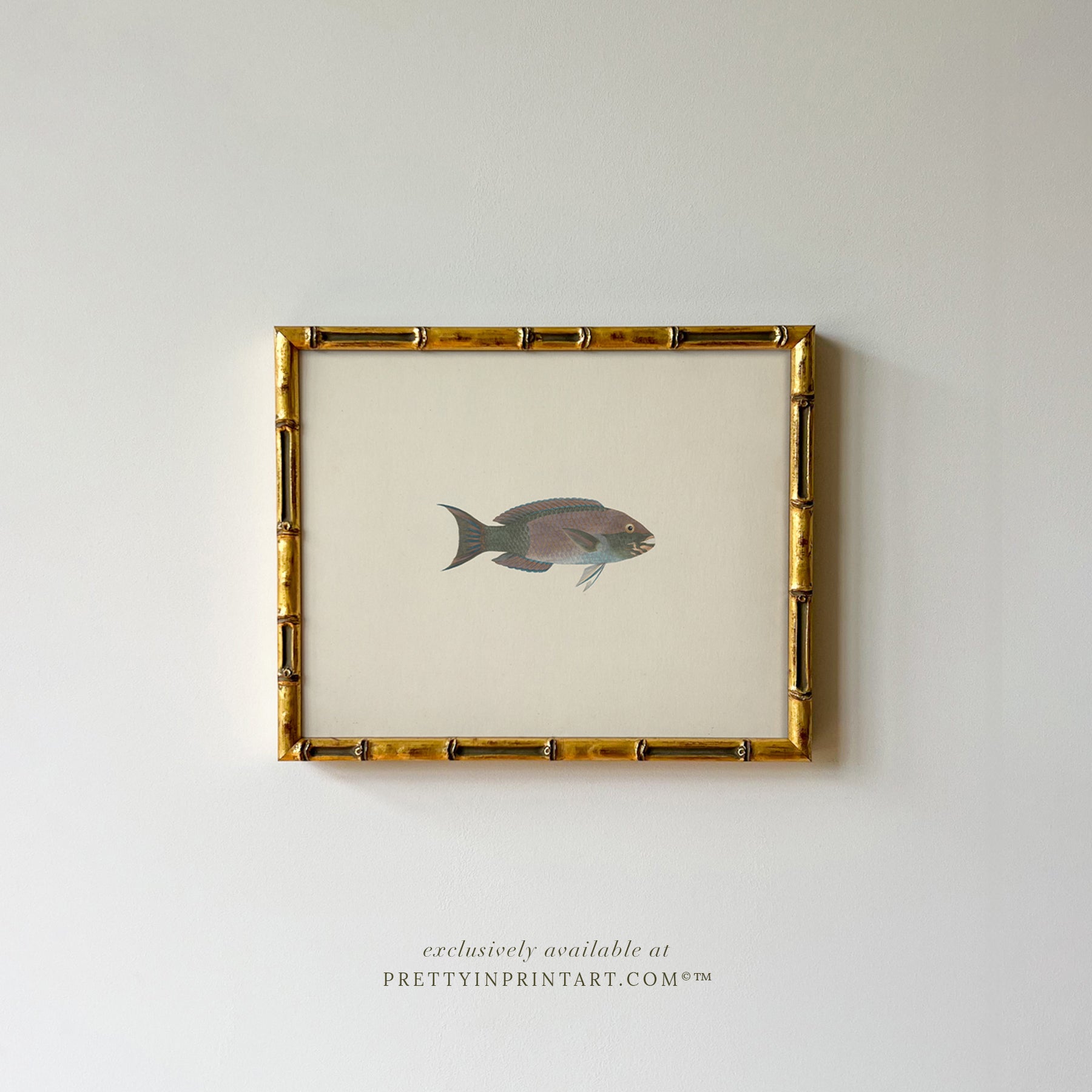 Vintage Fish Art Print 00704 in Gold Bamboo Frame (0178)