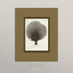 Vintage Sea Sponge Botanical Art Print – Antique Coastal Wall Art with Printed Border, Unframed (004)