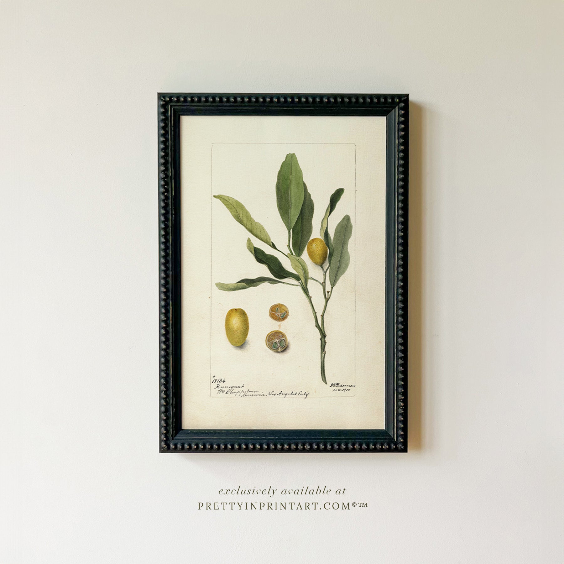 Black bobbin frame with vintage fruit botanical still life art for cottagecore, farmhouse, and traditional interiors