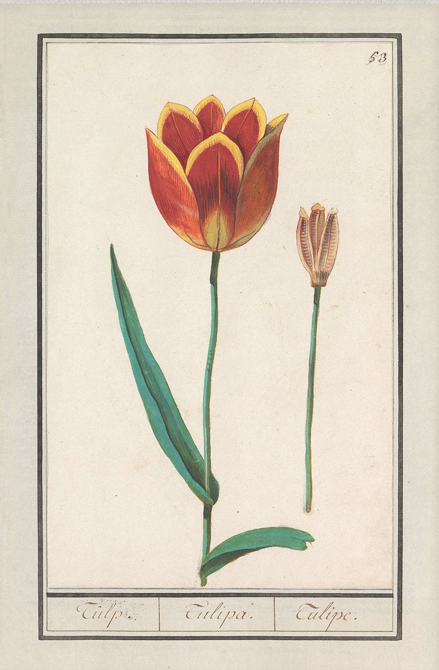 Vintage Flower Art | 006 | Unframed