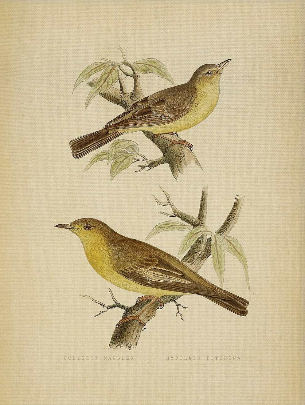 Nature Wall Art – Vintage Bird Print for Traditional Interiors 005 | Unframed